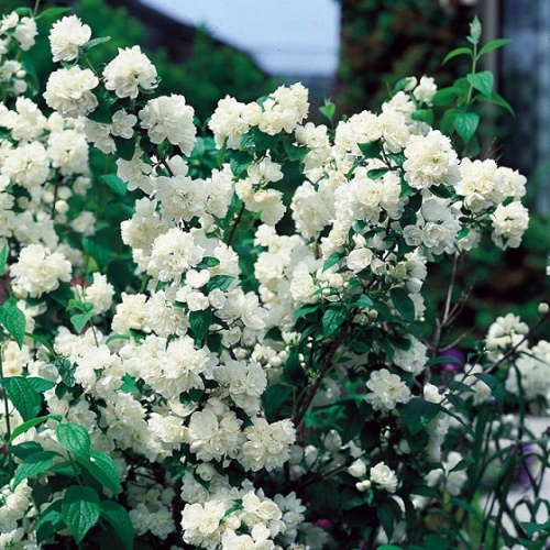 Чубушник Виргинал (Philadelphus Virginal)