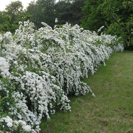 Спирея Вангутта (Spiraea Vanhouttei)