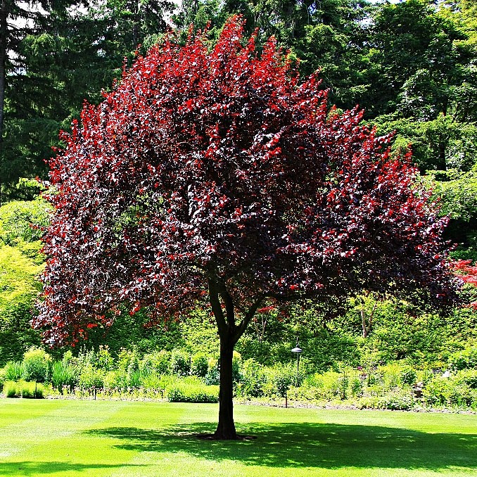Черемуха виргинская "Шуберт" (Prunus virginiana "Shubert")