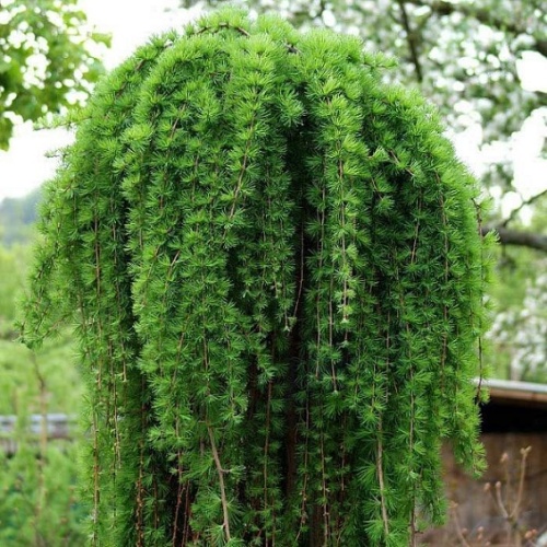 Лиственница кемпфера (Larix kaempferi)