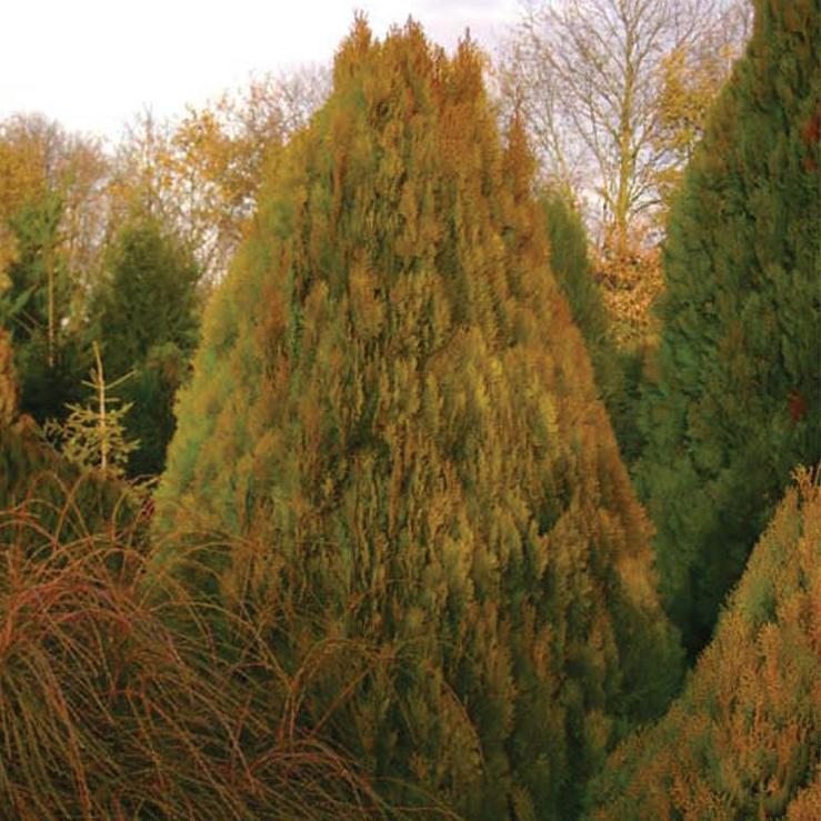 Туя восточная "Голден Минарет" (Thuja orientalis "Golden Minaret")