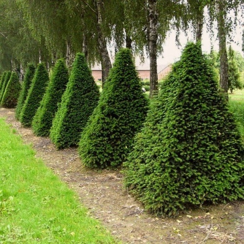 Тис ягодный ф.пирамиды (Taxus baccata)