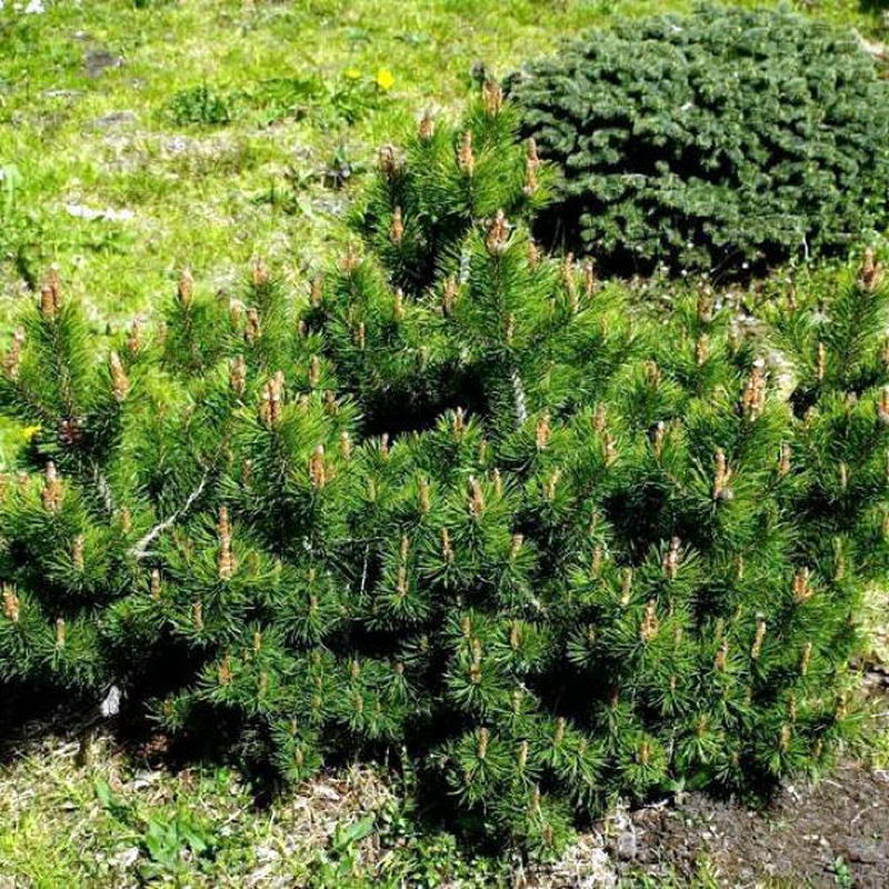Сосна горная "Клостергрюн" (Pinus mugo "Klostergrun")