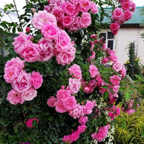 Роза плетистая "Аллегро" (Rosa "Allegro"))