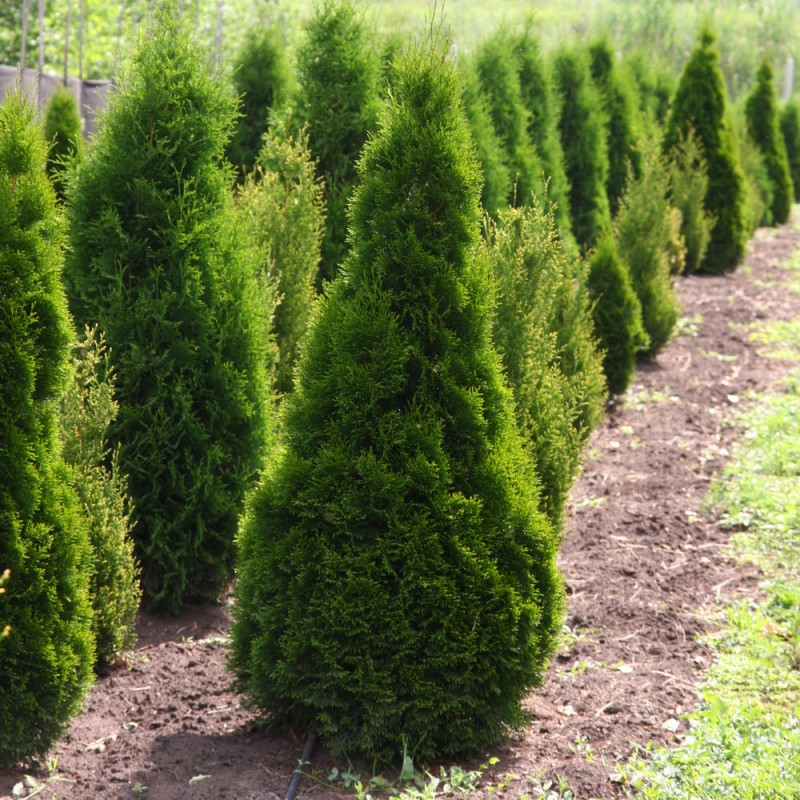 Туя западная "Смарагд" (Thuja occidentalis "Smaragd")