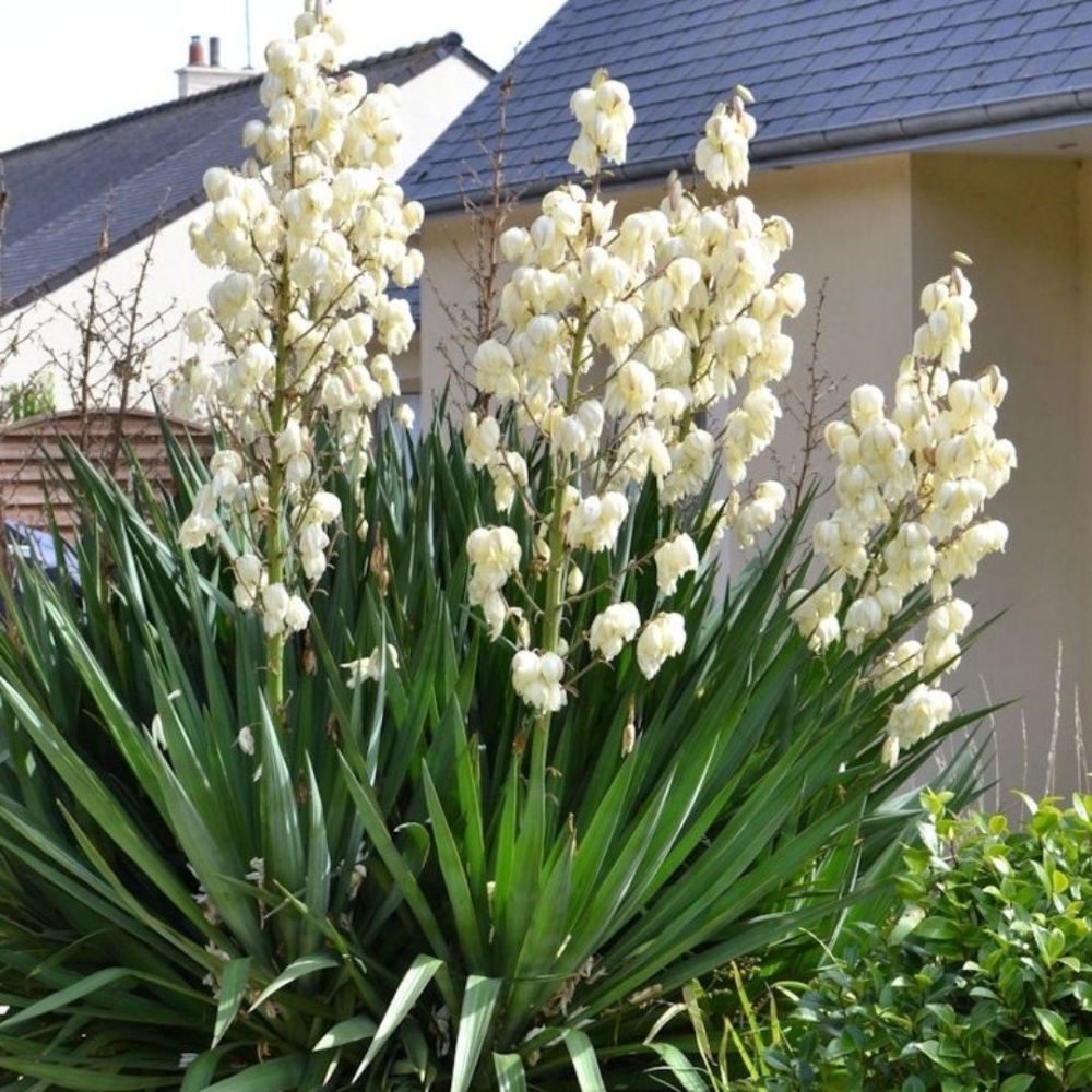 Юкка нитчатая (Yucca filamentosa)