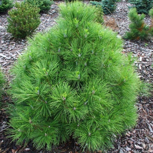 Сосна черная "Ронделло" (Pinus nigra "Rondello")