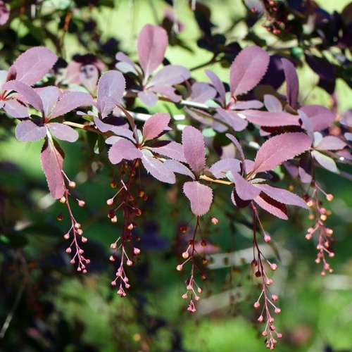 Барбарис оттавский "Сильвер Майлс" (Berberis ottawensis "Silver Miles")
