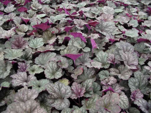 Гейхера гибридная "Регина" (Heuchera "Regina")