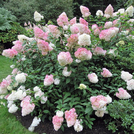 Гортензия метельчатая "Ванилла Фрайз" (Hydrangea paniculata "Vanille Fraise")
