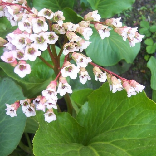 Бадан сердцелистный (Bergenia cordifolia)