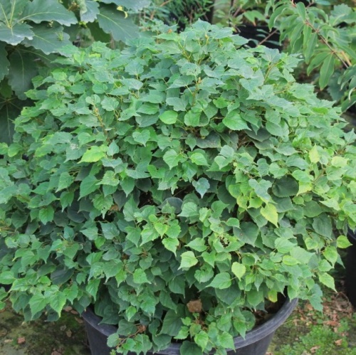 Липа крупнолистная "Бельведер" (Tília platyphyllos "Belvedere")