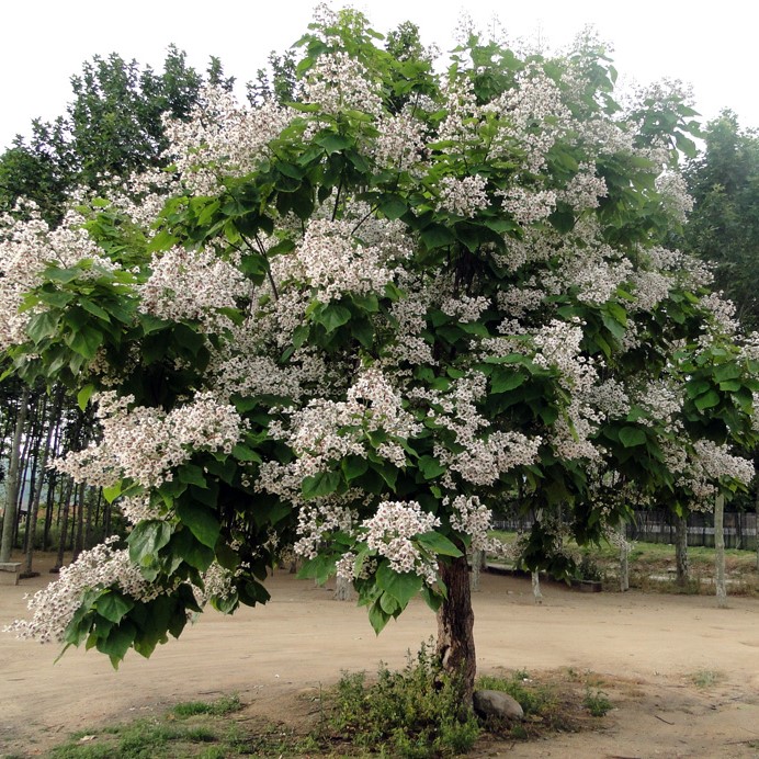 Катальпа бигнониевидная (Catalpa bignonioides)