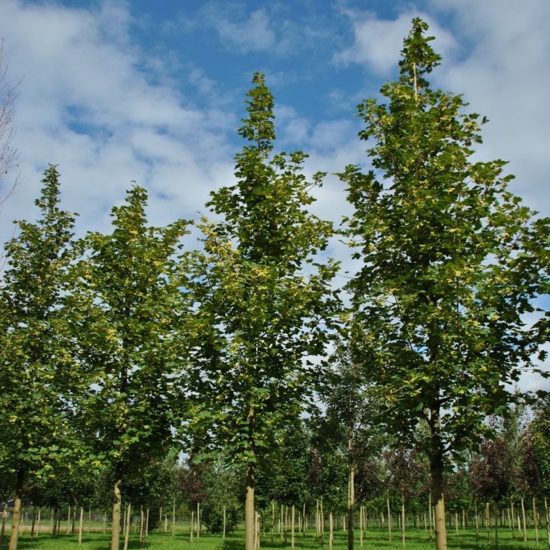 Клен серебристый "Пирамидалис" (Acer saccharinum "Pyramidalis")