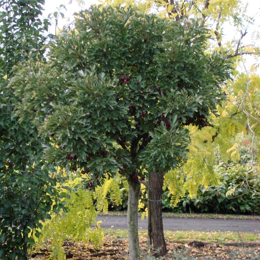 Боярышник однопестичный "Компакта" (Crataegus monogyna "Compacta")
