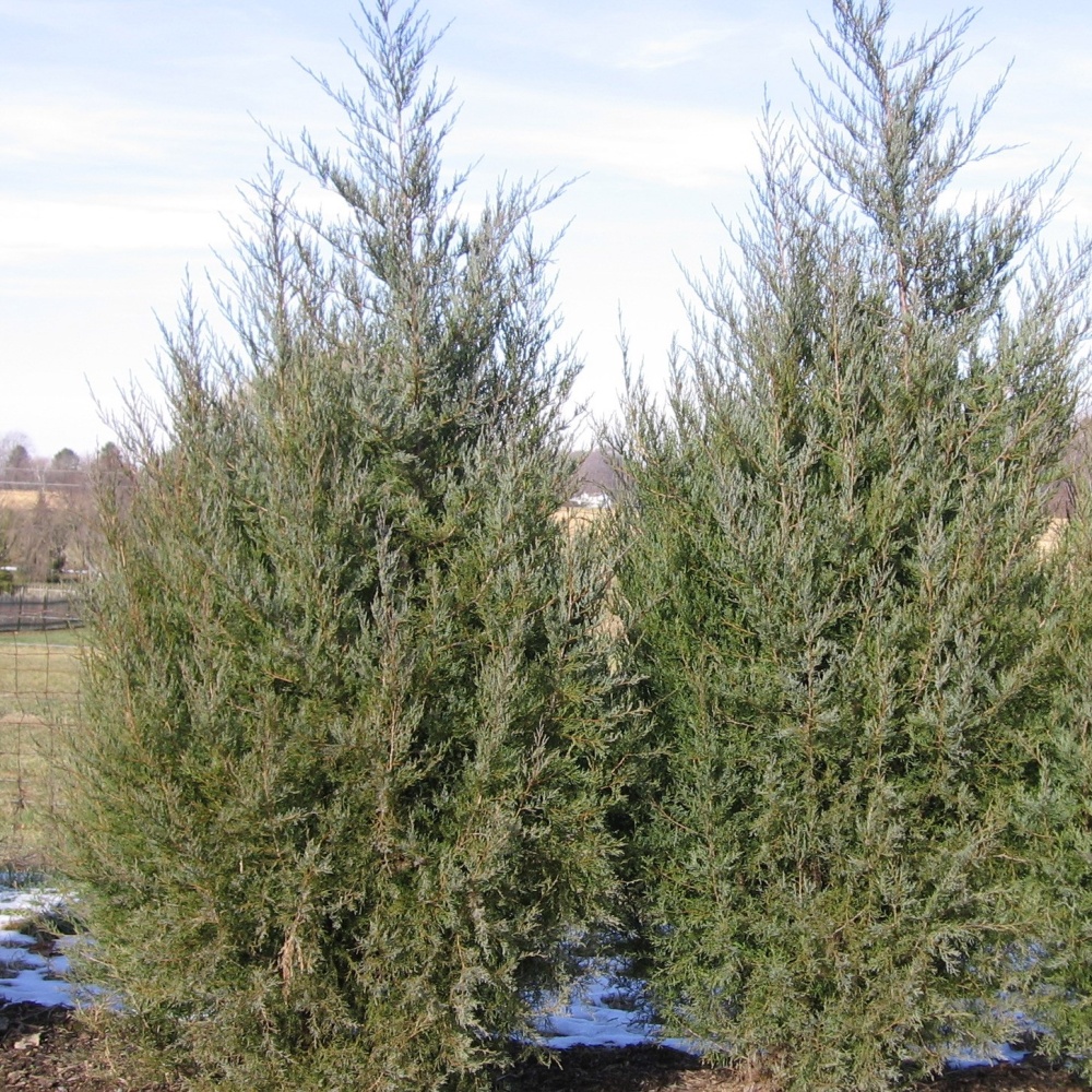 Можжевельник виргинский (Juniperus virginiana)
