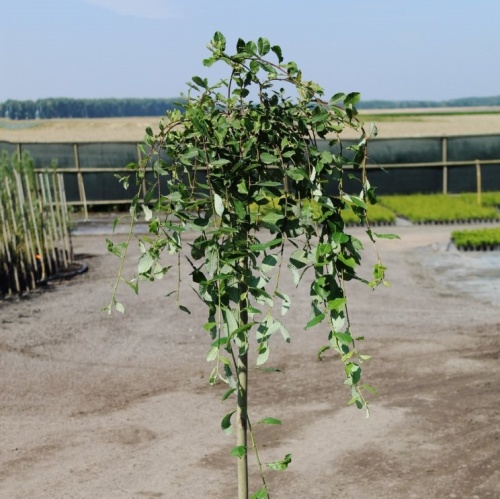 Ива козья "Килмарнок" (Selix caрrea "Kilmarnock")