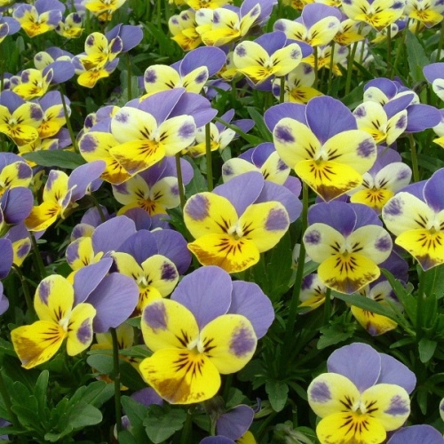 Виола мелкоцветковая (Viola)