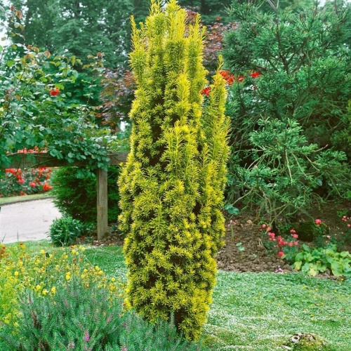 Тис ягодный "Фастигиата Ауреа" (Taxus baccata "Fastigiata Aurea"))