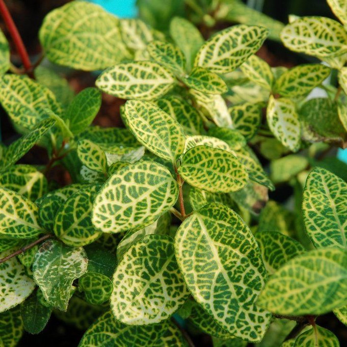 Жимолость японская "Ауреоретикулата" (Lonicera japonica "Aureoreticulata")