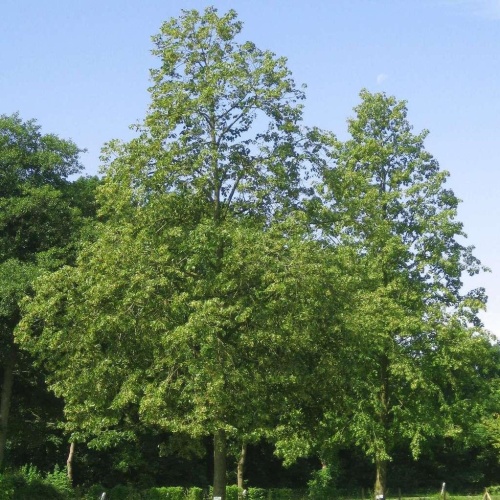 Липа европейская "Эухлора" (Tilia europaea "Euchlora") (400-450, 12/14, С35/С45)