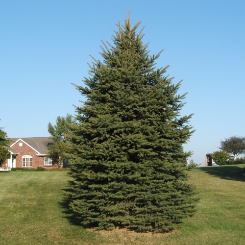 Ель обыкновенная (Picea abies)