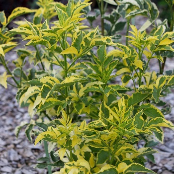 Бузина черная "Мадонна" (Sambucus nigra "Madonna")