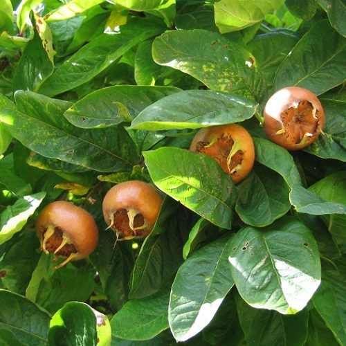Мушмула германская (Mespilus germanica)