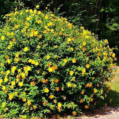 Зверобой кустарниковый (Hypericum inodorum)