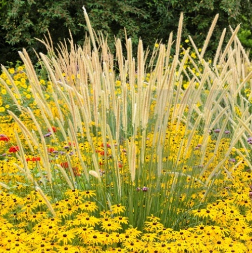Пеннисетум "Вайт Лансер" (Pennisetum "White Lancer")