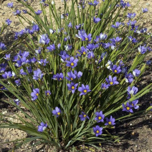 Сизиринхиум узколистный (Sisyrinchium angustifolium)