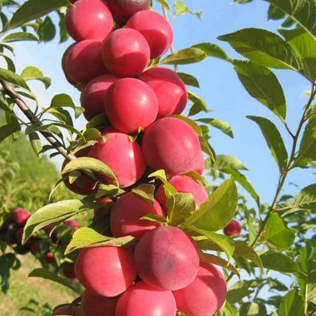Алыча колоновидная (5-7 лет) (Prunus)