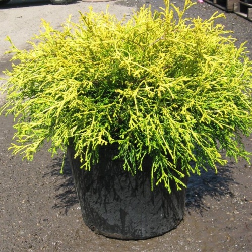Кипарисовик горохоплодный "Филифера Санголд" (Chamaecyparis pisifera "Filifera Sungold")