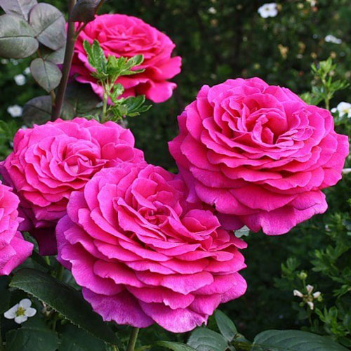 Роза чайно-гибридная "Биг Перпл" (Rosa Hybrid Tea "Big Purple")