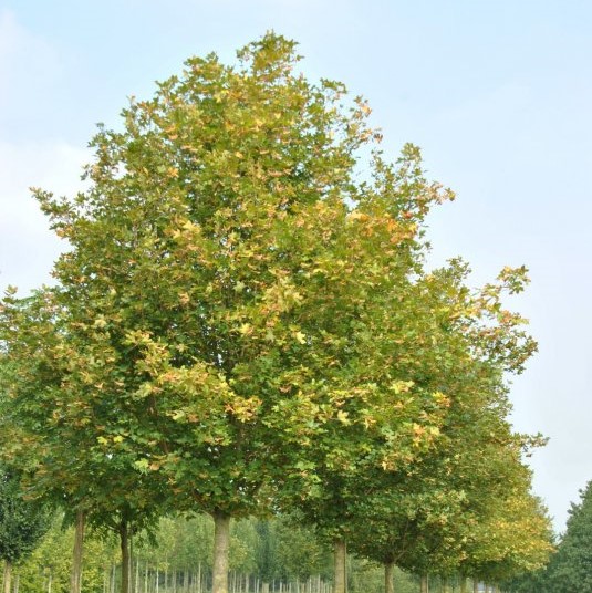 Клен полевой "Линсо" (Acer campestre "Lienco")