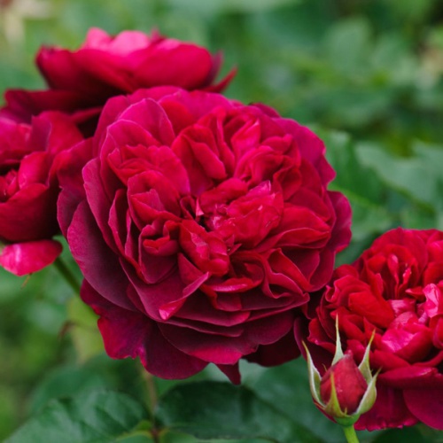 Роза английская "Монферрато" (Rosa English "Monferrato"))