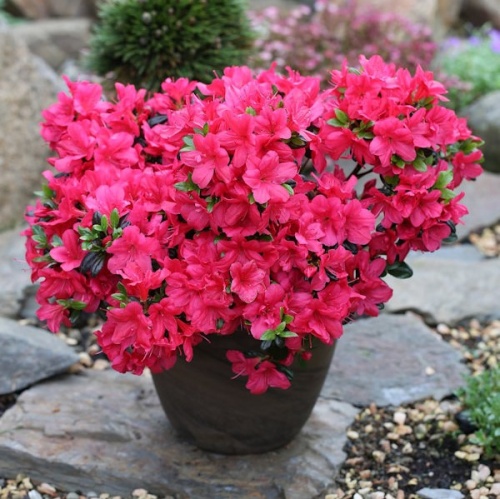 Рододендрон тупой "Анук" (Rhododendron obtusum 'Anouk')