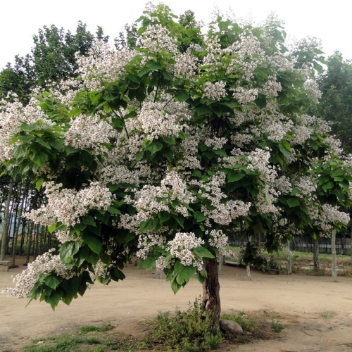 Катальпа бигнониевидная (Catalpa bignonioides)