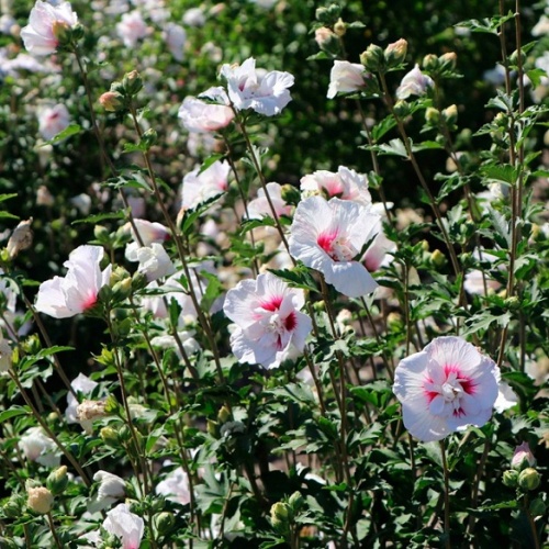 Гибискус сирийский "Диана" (Hibiscus syriacus "Diana")