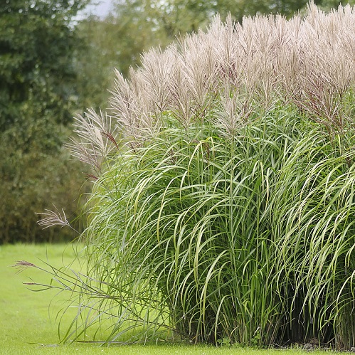 Мискантус китайский (Miscanthus sinensis)