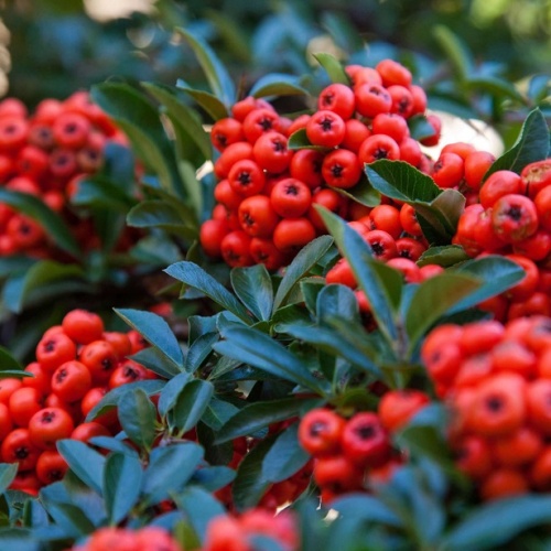 Пираканта ярко-красная "Ред Кушион" (Pyracantha coccinea "Red cushion")