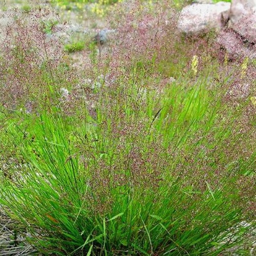 Полевица (Agrostis stolonifera)