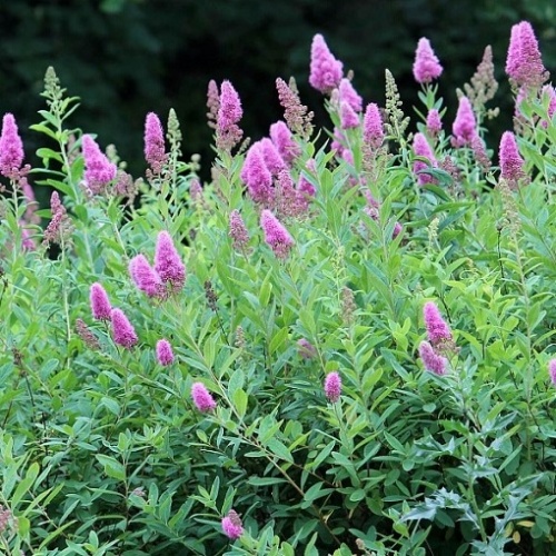 Спирея Дугласа (Spiraea Douglasii)