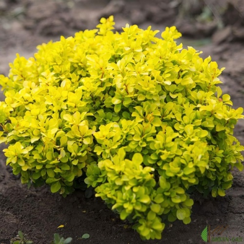 Барбарис Тунберга "Голдалита" (Berberis thunbergii "Goldalita")