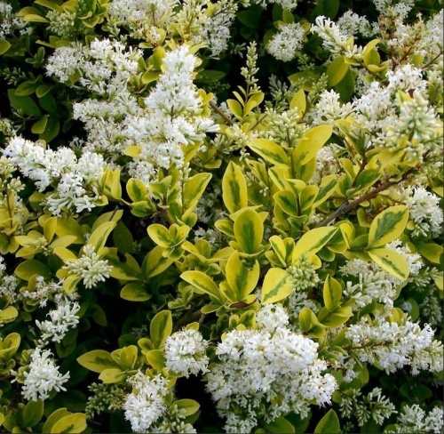 Бирючина круглолистная "Ауреум" (Ligustrum ovalifolium "Aureum")