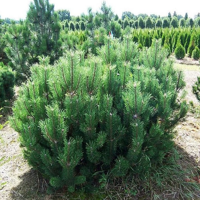 Сосна горная "Мугус" (Pinus mugo "Mughus")
