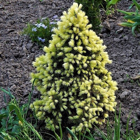 Ель канадская "Дейзи Вайт" (Picea glauca "J.W.Daisy White")