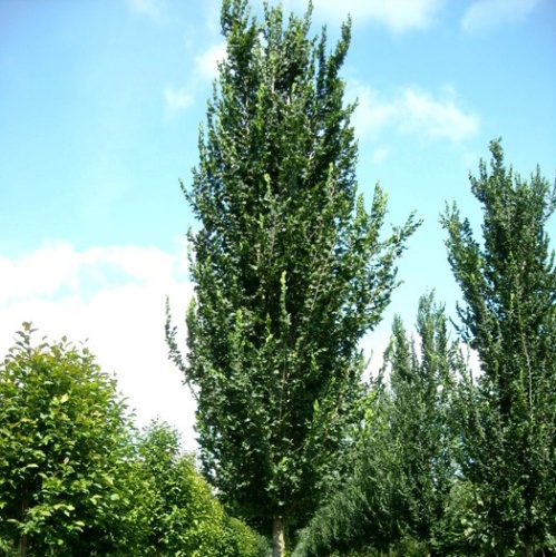 Вяз гибридный "Колумелла" (Ulmus hybride "Columella")