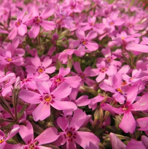 Флокс шиловидный (Phlox subulata)
