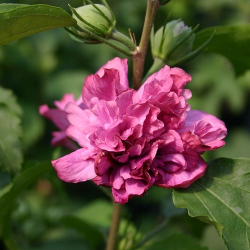 Гибискус сирийский "Дюк де Брабант" (Hibiscus syriacus "Duc De Brabant")
